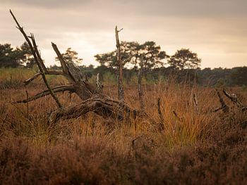 Beauty in impermanence