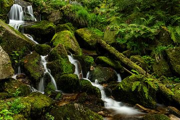 l'eau et le vert sur Jan Lambert