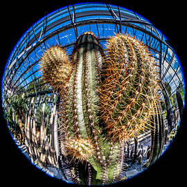 Cactus saguaro