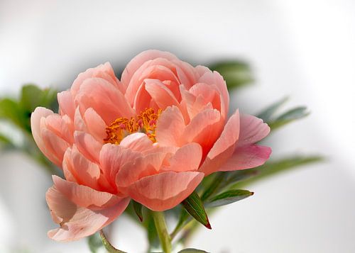 Pink Peony