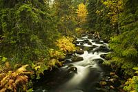  Herfst rivier, Fulufjallet Nationaal Park, Zweden