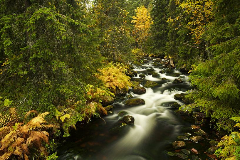 Herbst Fluss, Fulufjallet National Park, Schweden von Gerhard Niezen Photography