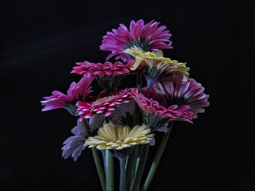Gerbera de différentes couleurs sur JacQ