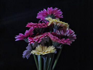 Gerbera de différentes couleurs sur JacQ