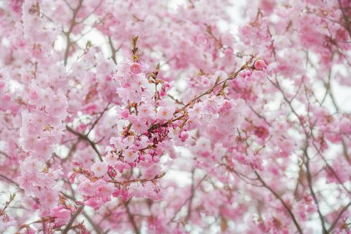 Fleurs roses d'un cerisier ornemental