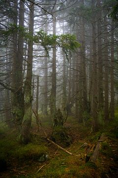 Mystical misty atmosphere in the mountain spruce forest 1 by Holger Spieker