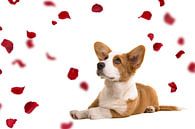 Welsh corgi puppy between the rose petals by Elles Rijsdijk thumbnail