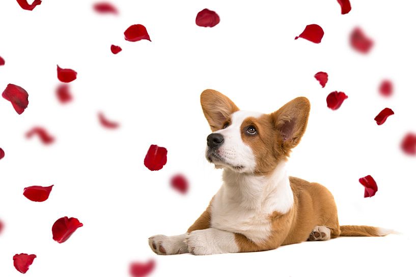 Welsh corgi puppy between the rose petals by Elles Rijsdijk