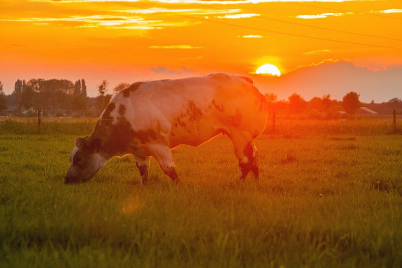 Grasende Kuh bei Sonnenuntergang von Norbert Erinkveld