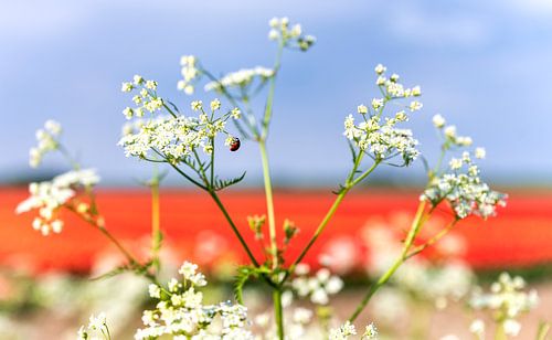 Rot weiß und blau in der Natur 1 von Anouschka Hendriks