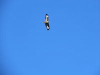 Roofvogel