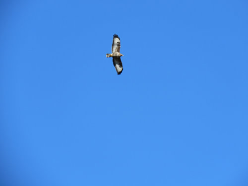 Roofvogel