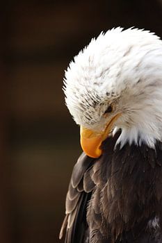 Pygargue à tête blanche