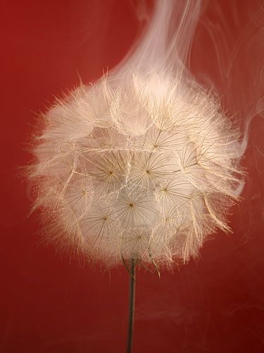 Bordeaux red with a smoky note: Trapped in the Tragopogon by Marjolijn van den Berg