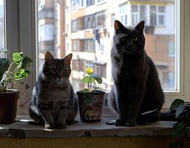 cat looks through window by Egon Zitter