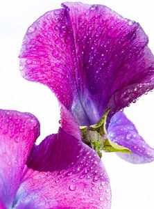 Pluie violette sur Foto Studio Labie