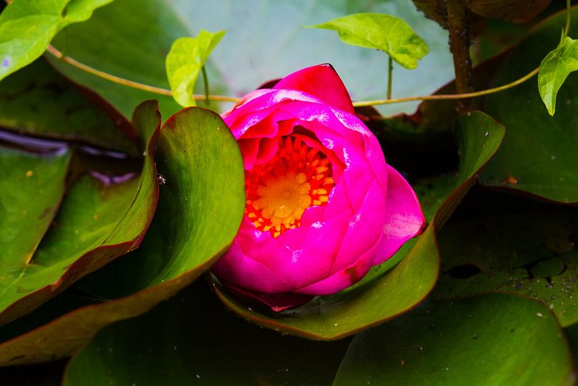 Water lily by Tobias Toennesmann