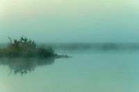 Groene tinten in de mist
