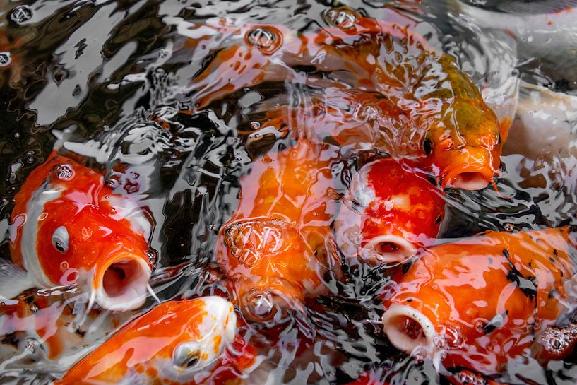 Levendige Harmonie - Koi Karper Symfonie van Femke Ketelaar
