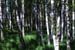 Panorama de la forêt de bouleaux sur Tilo Grellmann | Photography