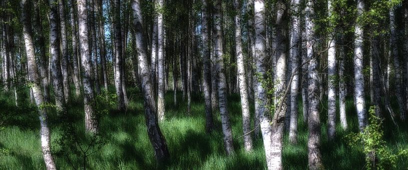 Panorama de la forêt de bouleaux par Tilo Grellmann