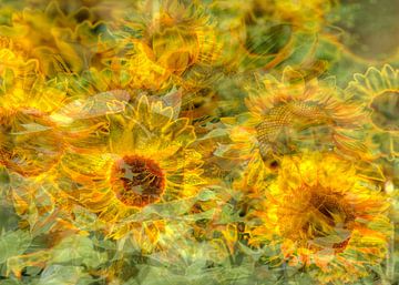 Sonnenblumen abstrakt,  (Helianthus annuus), Bremen, Deutschland, Europa