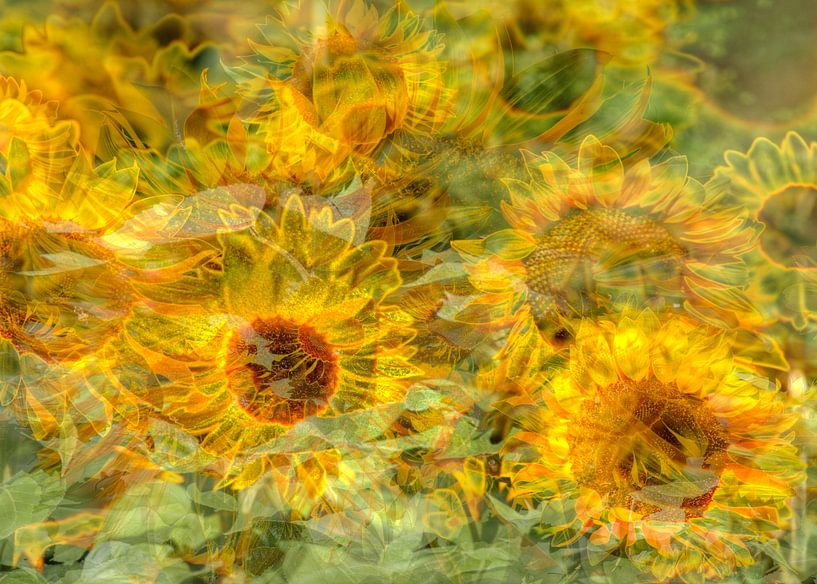 Sunflowers abstract, (Helianthus annuus), Bremen, Germany, Europe by Torsten Krüger