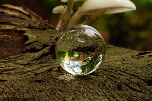 Porzellanpilz in Glaskolben von Jan Klijn