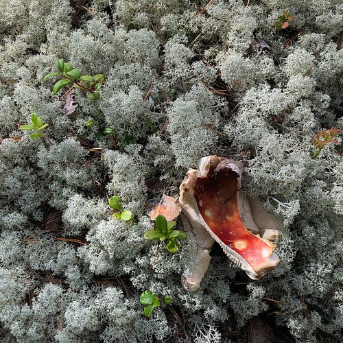 Wo der Wald seine Narben zeigt - Walddetail - Rentiermoos mit gebrochenem Pilz