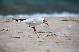Fischland-Darß-Zingst: Möwe am Strand