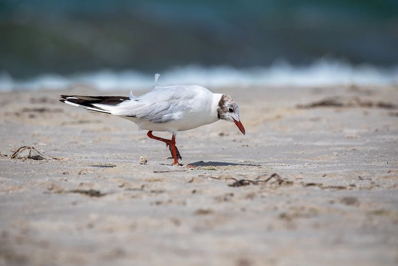 Fischland-Darß-Zingst: Seagull on the beach by t.ART