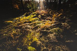 Forêt de fougères dans le soleil radieux
