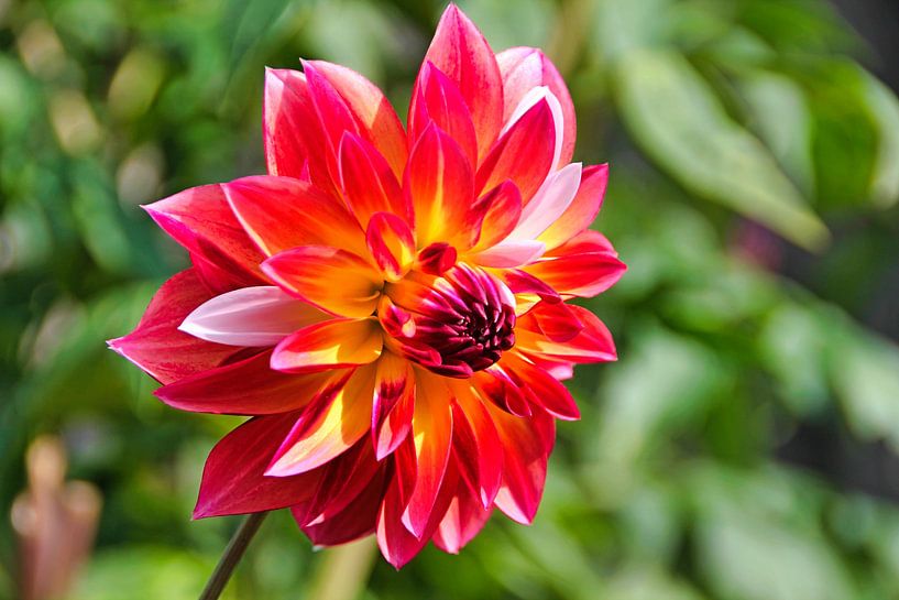 Dalia la colorée par Henk Derksen