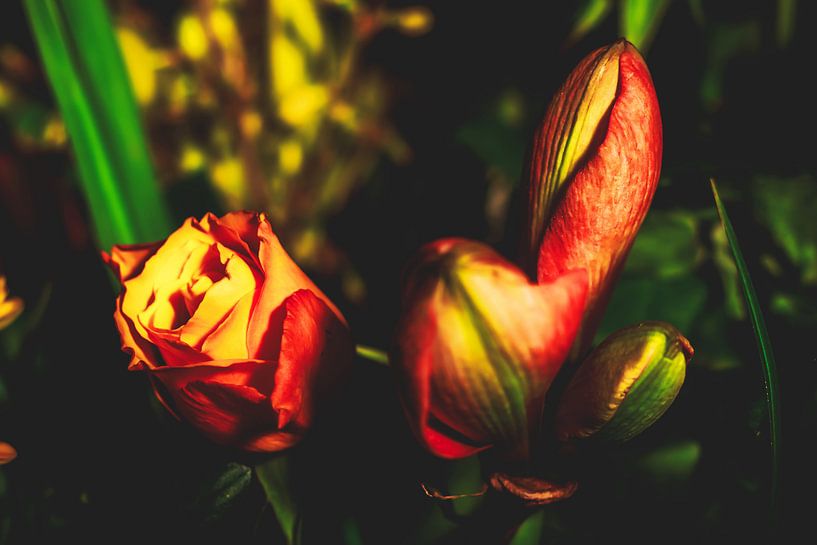 Style my Home series by Liberty Ragazza Biesma by Liberty Biesma