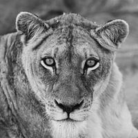 South African lion