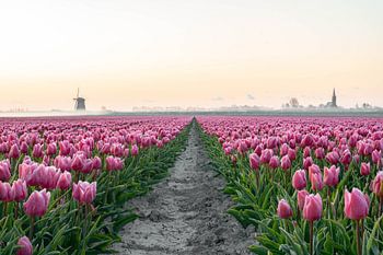 Hollands tulpenveld in Schermerhorn