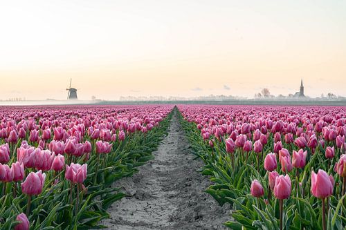 Niederländisches Tulpenfeld in Schermerhorn