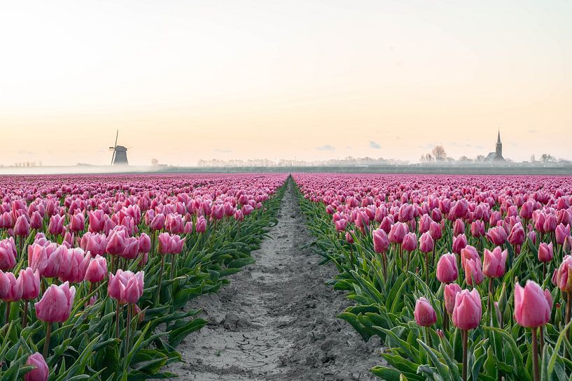 Hollands tulpenveld in Schermerhorn van Eva Fontijn