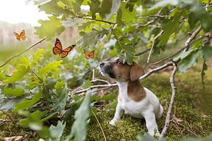 Jack Russell Terriër Puppy kijkt naar vlinders van Simon Peeters