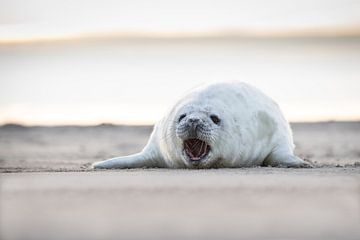 Robbenjunges am Nordseestrand von Marjon Kocks