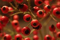 Rosehip