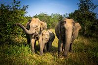 Eye-to-eye with elephant family, Sri Lanka