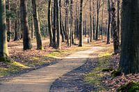 forest path