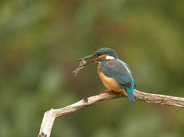 Kingfisher with fish by Willem Louman