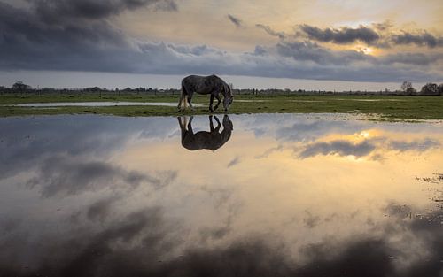 Konik op ondergelopen land