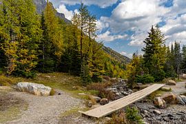 Larch Valley