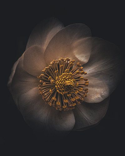 Crème beige bloem / Dark moody flower