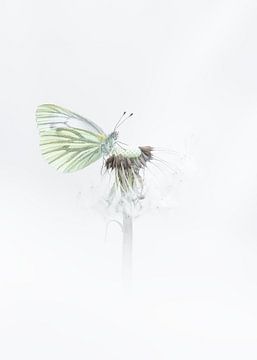 White-veined