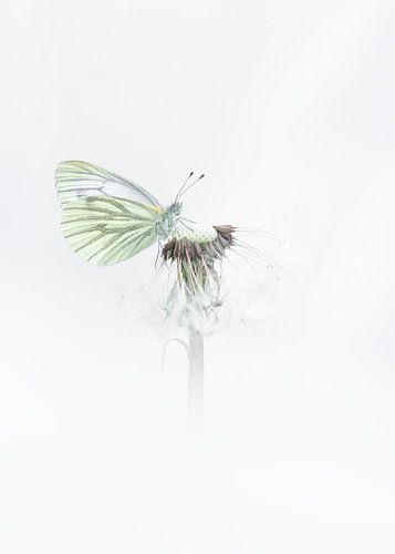 à nervures blanches