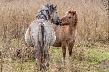 Pferde von Jolanda van Blaaderen